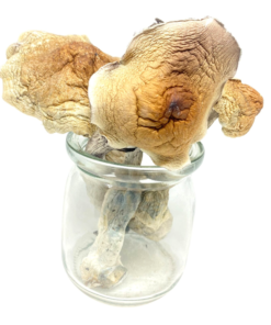 Buy Amazonian Magic Mushroom