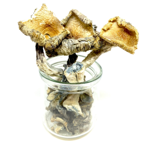 Buy Blue Meanie Magic Mushroom