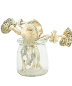 Buy Coasta Rican Magic Mushroom Online