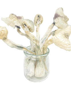 Buy Great White Monsters Magic Mushroom Online