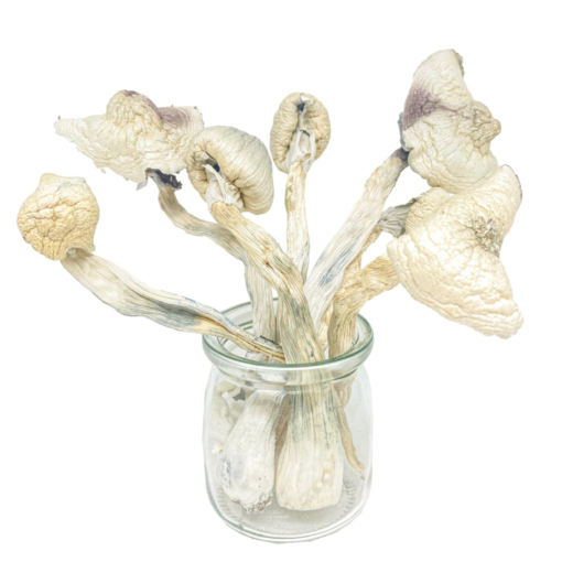 Buy Great White Monsters Magic Mushroom Online