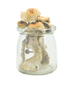 Buy Golden Penis Envy Magic Mushrooms Online