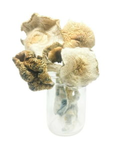 Buy Golden Teacher Magic Mushrooms