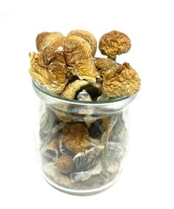 Buy Hawaiian Blue Meanie Magic Mushrooms