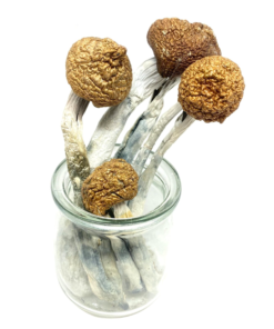 Buy McKennaiis Magic Mushroom Online