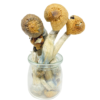 Buy Mexican Dutch King Magic Mushroom Online