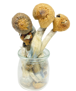 Buy Mexican Dutch King Magic Mushroom Online