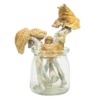 Buy PE #6 Magic Mushrooms Online