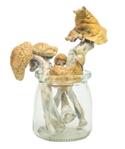 Buy PE #6 Magic Mushrooms Online