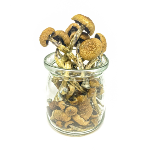 Buy Penis Envy Magic Mushrooms