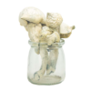 Buy South American Magic Mushrooms