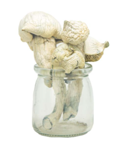 Buy South American Magic Mushrooms