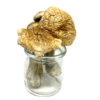 Buy Treasure Coast Magic Mushrooms Online