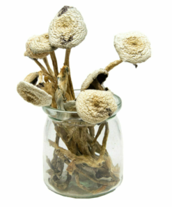 Buy White Avery Albino Magic Mushroom Online