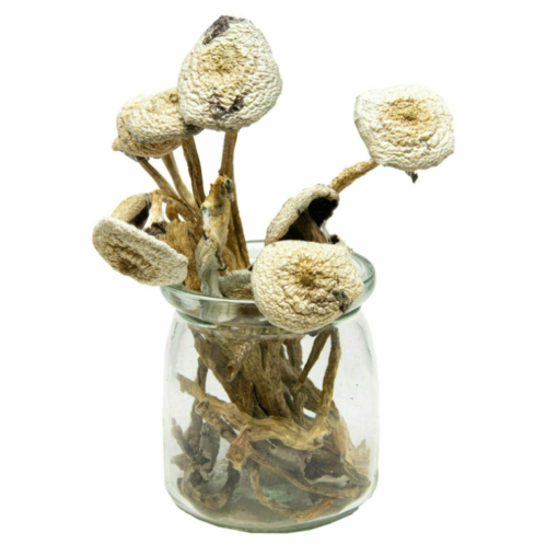 Buy White Avery Albino Magic Mushroom Online